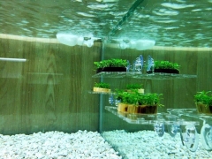 Giá Đỡ Cây Thủy Sinh Mica - Vỉ Acrylic Trồng Cây Thủy Sinh - Tấm Nâng Acrylic | Giá Thể Ươm Cây