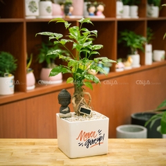 Hạnh Phúc Bonsai Tài Lộc