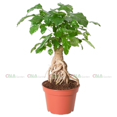 Hạnh Phúc Bonsai Tài Lộc