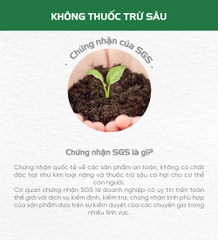 Cá tuyết sấy