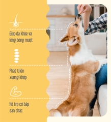 Thịt quay cho chó