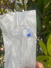 Sâu máy thở (Ống nối ống đặt nội khí quản)