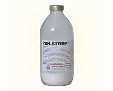 PEN STREP Thuốc bột pha tiêm trị các bệnh tụ huyết trùng tiêu chảy phân trắng viêm ruột viêm phế quản