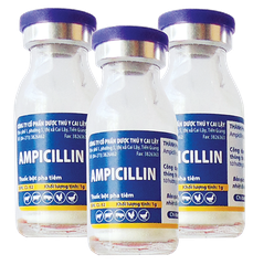 AMPICILLINE Thuốc bột pha tiêm điều trị tiêu chảy viêm ruột, viêm vú viêm tử cung thương hàn ecoli trên gia súc