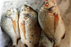 'Săn' thủy hải sản sạch