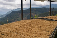 Pink Bourbon Mango Washed – Stupiducks Specialty Coffee ( SSC Roaster)