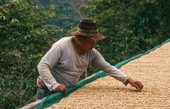 Pink Bourbon Mango Washed – Stupiducks Specialty Coffee ( SSC Roaster)