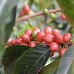 Pink Bourbon Mango Washed – Stupiducks Specialty Coffee ( SSC Roaster)