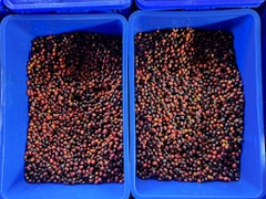 Langbiang Super Natural – Stupiducks Specialty Coffee ( SSC Roaster)