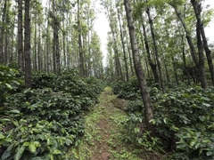 Cà Phê Ấn Độ The Greatest Autumn Culture Blossom - Stupiducks Specialty Coffee ( SSC Roaster)