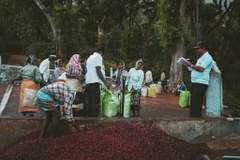 Cà Phê Ấn Độ The Greatest Autumn Culture Blossom - Stupiducks Specialty Coffee ( SSC Roaster)
