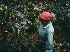 Cà Phê Ấn Độ The Greatest Autumn Culture Blossom - Stupiducks Specialty Coffee ( SSC Roaster)