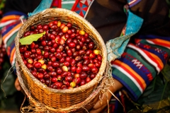 Cà Phê Sour Love House Blend đặc biệt - Stupiducks Specialty Coffee