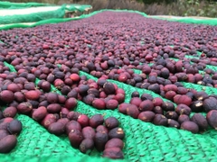 Arabica Myanmar Ywangan Shan State Wash Process G1 - Stupiducks Specialty Coffee (SSC Roaster)