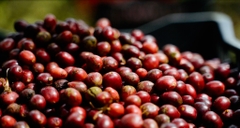 Việt Nam Robusta Honey Bảo Lâm, Lâm Đồng Honey Process - Stupiducks Specialty Coffee (SSC)