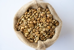 Việt Nam Robusta Honey Bảo Lâm, Lâm Đồng Honey Process - Stupiducks Specialty Coffee (SSC)