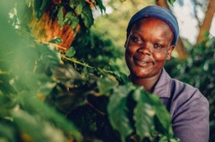 Kenya Coffee - Country Blend Series - Stupiducks Specialty Coffee (SSC)