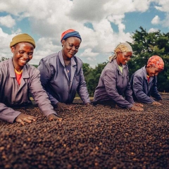 Kenya Coffee - Country Blend Series - Stupiducks Specialty Coffee (SSC)