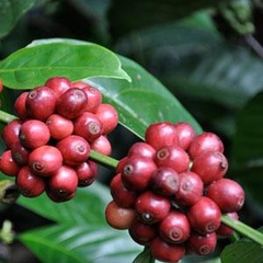 Arabica Kenya Coffee - Country Blend Series - Stupiducks Specialty Coffee