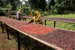Cà Phê Nhân Xanh QB Kenya Othaya FCS Kiaguthu Factory AA Natural