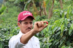 Colombia Funky Boozy Gesha 200hrs Natural Anaerobic - Stupiducks Specialty Coffee ( SSC Roaster)