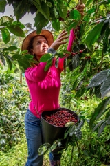 Colombia Funky Boozy Gesha 200hrs Natural Anaerobic - Stupiducks Specialty Coffee ( SSC Roaster)