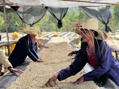 Ethiopia Aricha TOH #3 Washed G1 Kurume - Stupiducks Specialty Coffee ( SSC Roaster)
