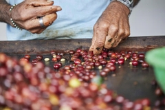 Colombia Funky Boozy Gesha 200hrs Natural Anaerobic - Stupiducks Specialty Coffee ( SSC Roaster)