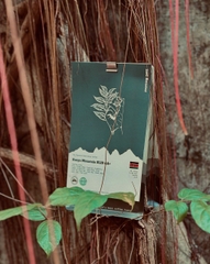 SL28 Kenya AA Plus Mount Kenya - Stupiducks Specialty Coffee ( SSC Roaster)