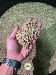 Arabica Cầu Đất, Đà Lạt, Việt Nam  Fully Washed (high quality) SHG Lotus - Khanh An Coffee Company