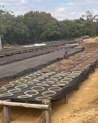 Cà Phê Nhân Xanh QB Kenya Othaya FCS Kiaguthu Factory AA Natural