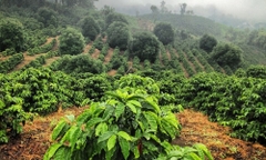 BLACK SHEEP SL28 Costa Rica Specialty Coffee- BEANSLINK Project