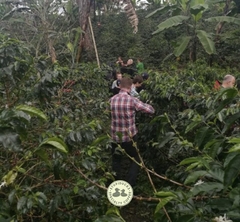 Drip Bag Colombia Huila Volcano Supremo Sc 17/18 Washed - Cà Phê Phin Giấy Stupiducks