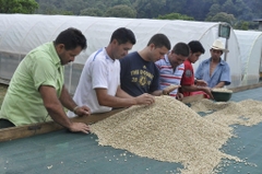 Honduras Arabica Santa Barbara Anaerobic - Stupiducks Specialty Coffee ( SSC Roaster)