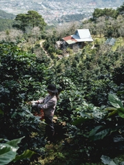 Việt Nam Đà Lạt Fully Washed SHG Lotus (high quality) - Stupiducks Specialty Coffee