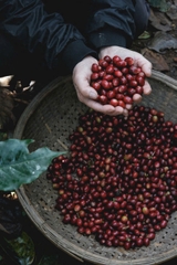 Việt Nam Đà Lạt Fully Washed SHG Lotus (high quality) - Stupiducks Specialty Coffee