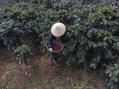 Việt Nam Đà Lạt Fully Washed SHG Lotus (high quality) - Stupiducks Specialty Coffee