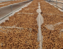 Việt Nam Đà Lạt Fully Washed SHG Lotus (high quality) - Stupiducks Specialty Coffee