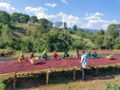 Ethiopia Heirloom Yirgacheffe Natural G1 rang Medium- Khanh An Coffee Company