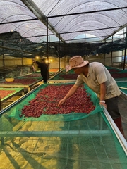 Cà Phê Đặc Sản Việt Nam Arabica Trạm Hành pha Pour Over, Cold Brew và Espresso - Stupiducks Specialty Coffee ( SSC Roaster)