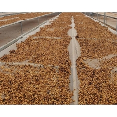 Việt Nam Robusta Honey Lâm Đồng - Stupiducks Specialty Coffee (SSC)