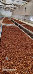 The Wild Espresso India Coffee - Stupiducks Specialty Coffee ( SSC Roaster)