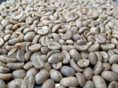 Cà Phê Nhân Xanh QB The Wild Espresso India Coffee