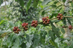 Cà Phê Nhân Xanh QB The Wild Espresso India Coffee