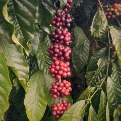 Drip Bag Việt Nam Fine Robusta Central Highland Can Spirit ( Ủ Rượu Cần Tây Nguyên) -  Cà Phê Phin Giấy Stupiducks