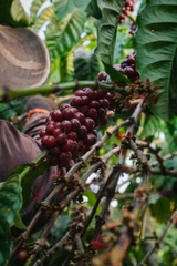 Drip Bag Việt Nam Fine Robusta Central Highland Can Spirit ( Ủ Rượu Cần Tây Nguyên) -  Cà Phê Phin Giấy Stupiducks