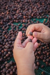 Drip Bag Việt Nam Fine Robusta Central Highland Can Spirit ( Ủ Rượu Cần Tây Nguyên) -  Cà Phê Phin Giấy Stupiducks