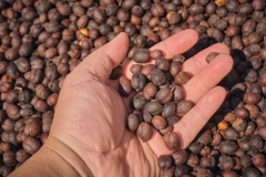 Drip Bag Việt Nam Fine Robusta Central Highland Can Spirit ( Ủ Rượu Cần Tây Nguyên) -  Cà Phê Phin Giấy Stupiducks
