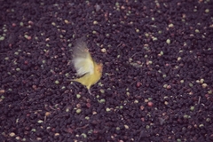 Specialty Coffee Brazil Candy Blossom Fazenda Recanto - Stupiducks Specialty Coffee