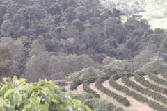 Specialty Coffee Brazil Candy Blossom Fazenda Recanto - Stupiducks Specialty Coffee